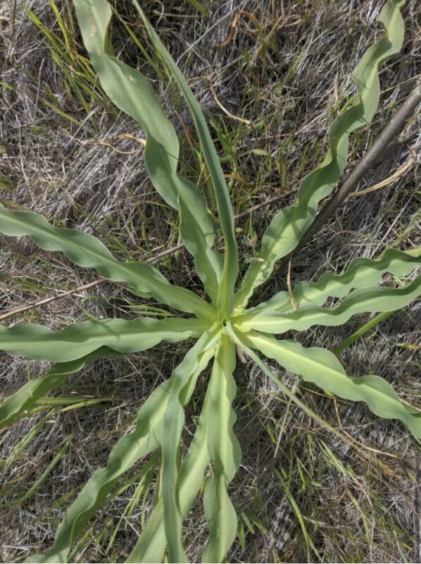 soap plant in Yosemite national park 